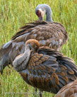 Preening in synchrony